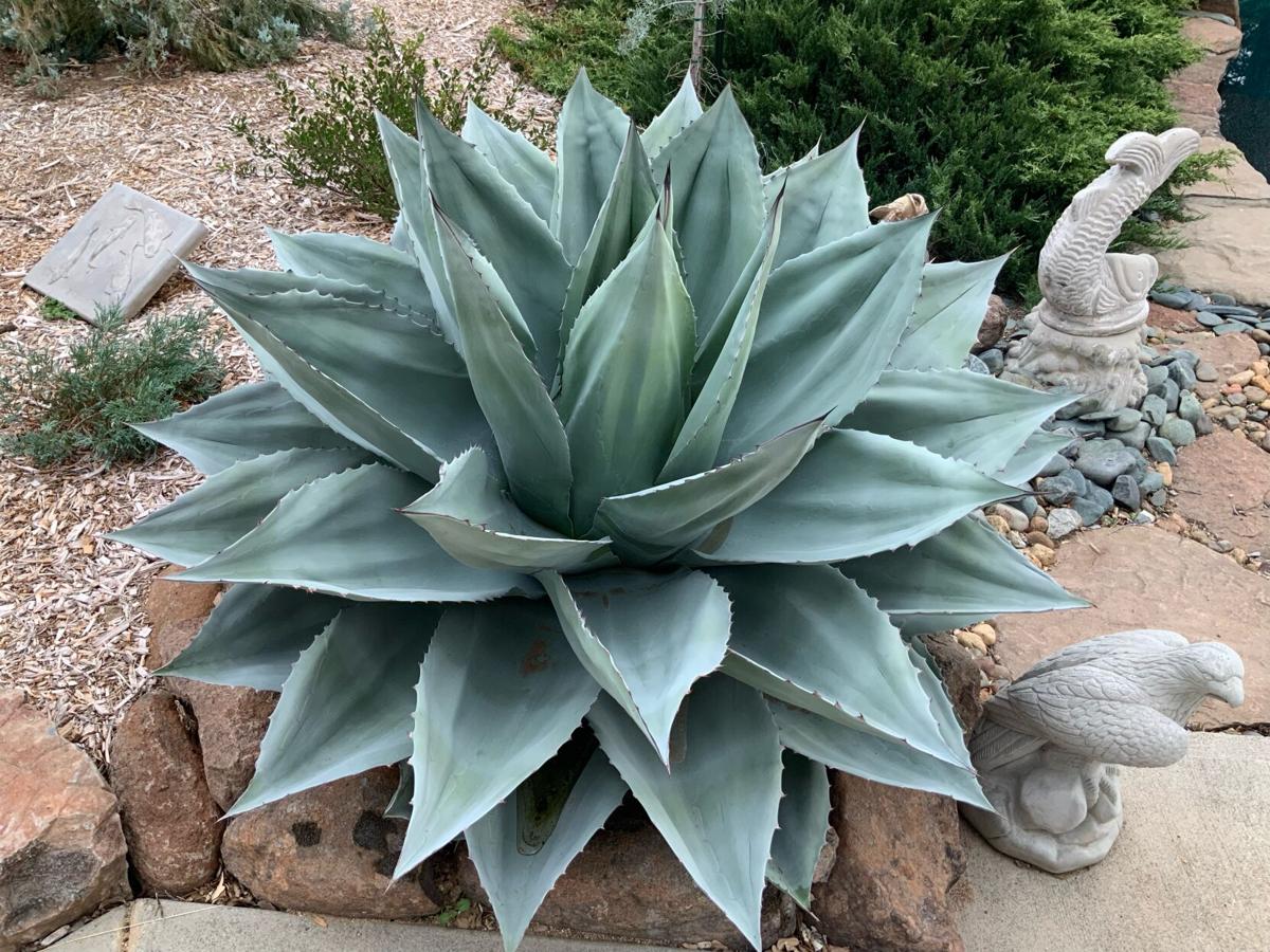 Agave Ovatifolia (Whale's Tongue Agave)