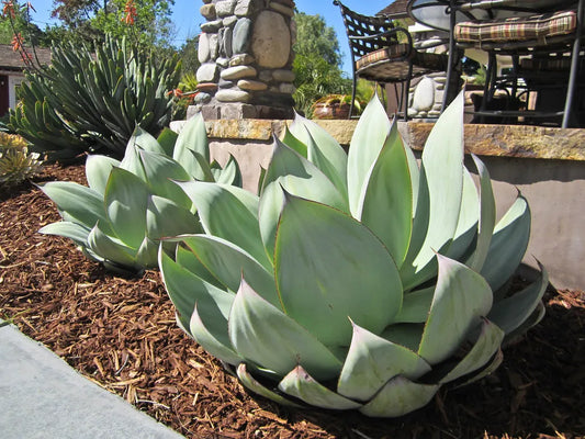 Agave Celsii Albicans (White-Centered Smooth Agave)