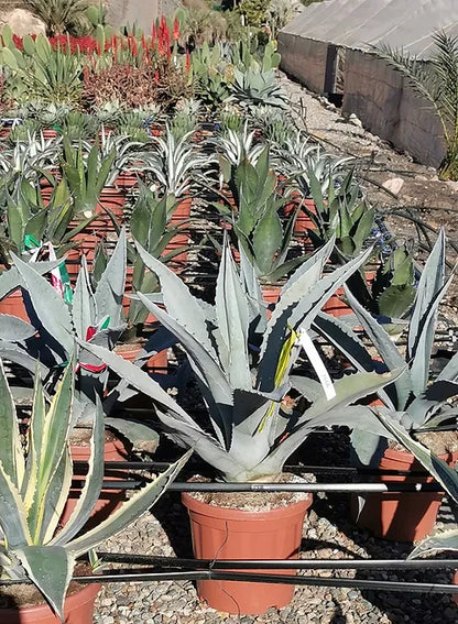 Agave Franzosinii