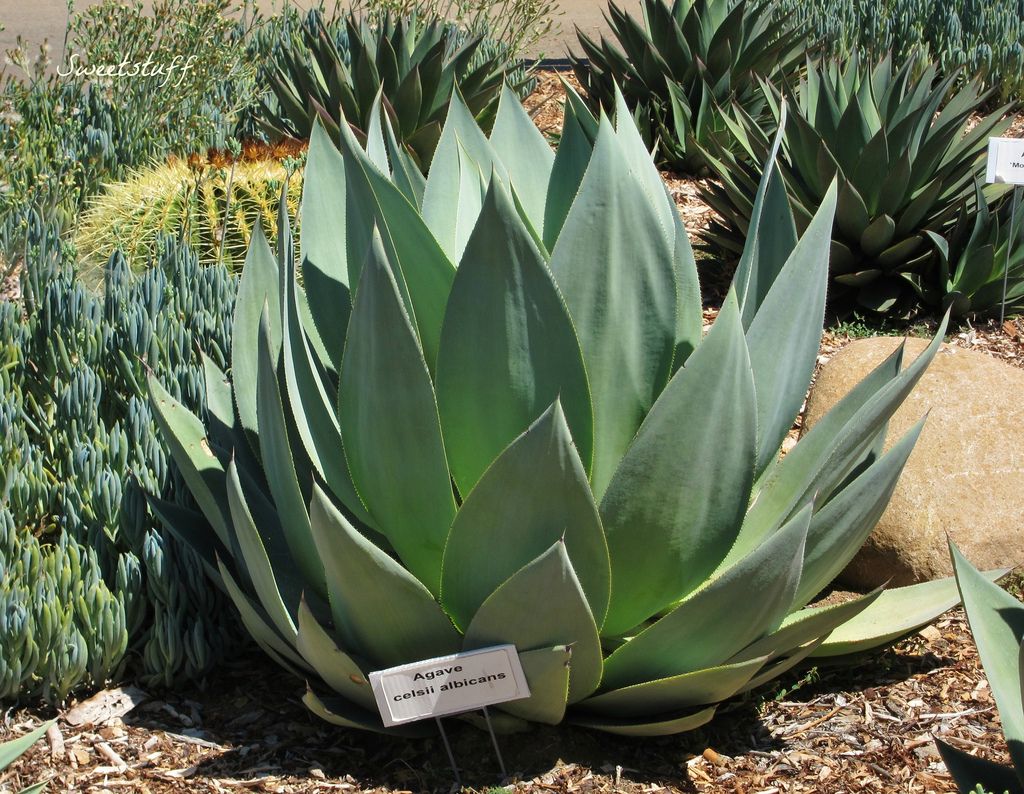 Agave Celsii Albicans (White-Centered Smooth Agave)