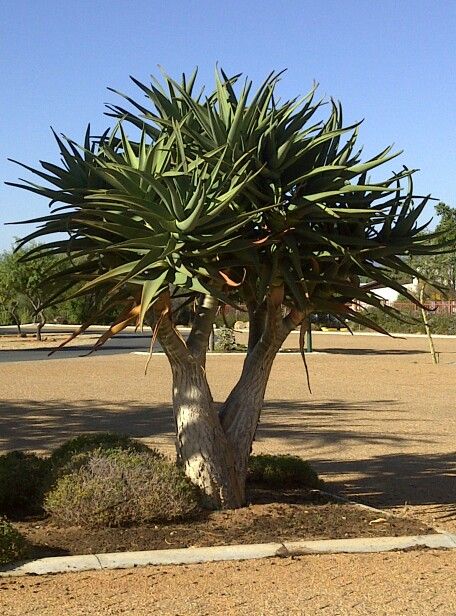 Aloe Hercules