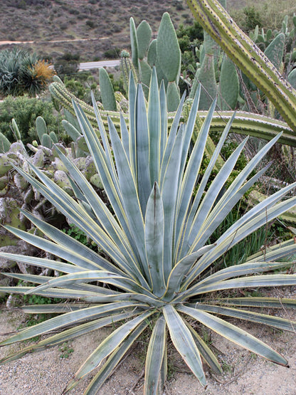 Agave Tequiliana Sunrise