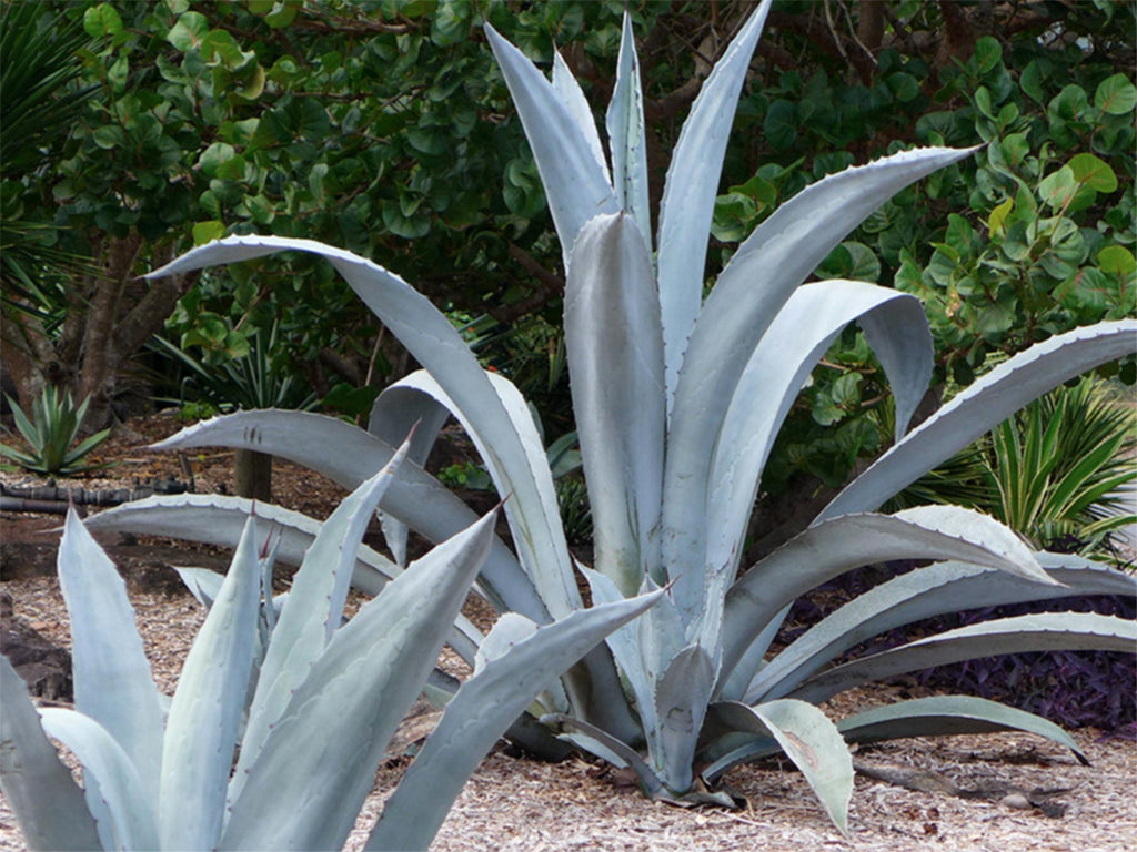 Agave Franzosinii