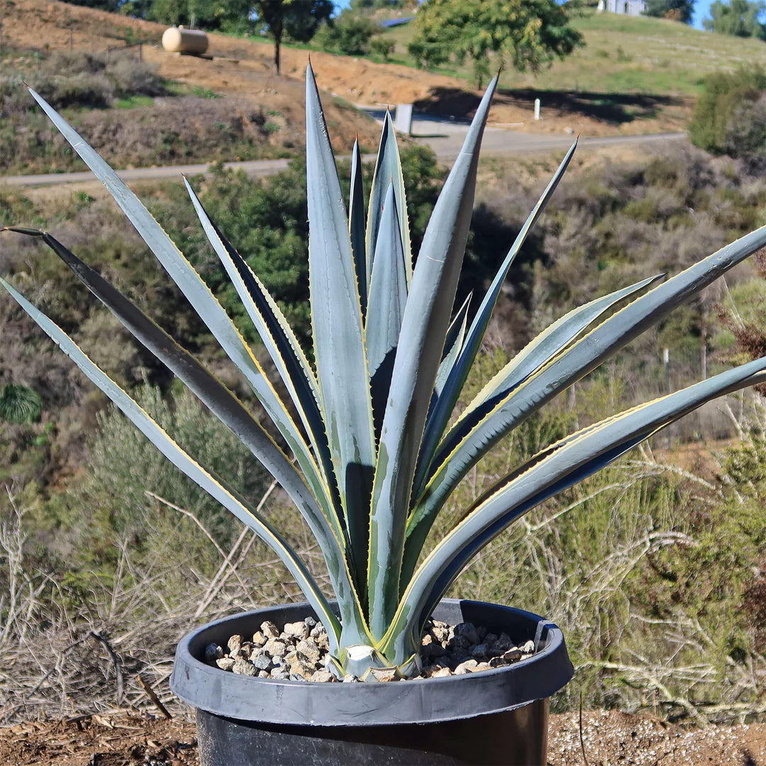 Agave Tequiliana Sunrise