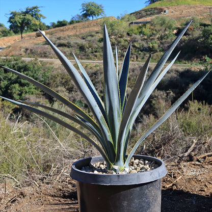 Agave Tequiliana