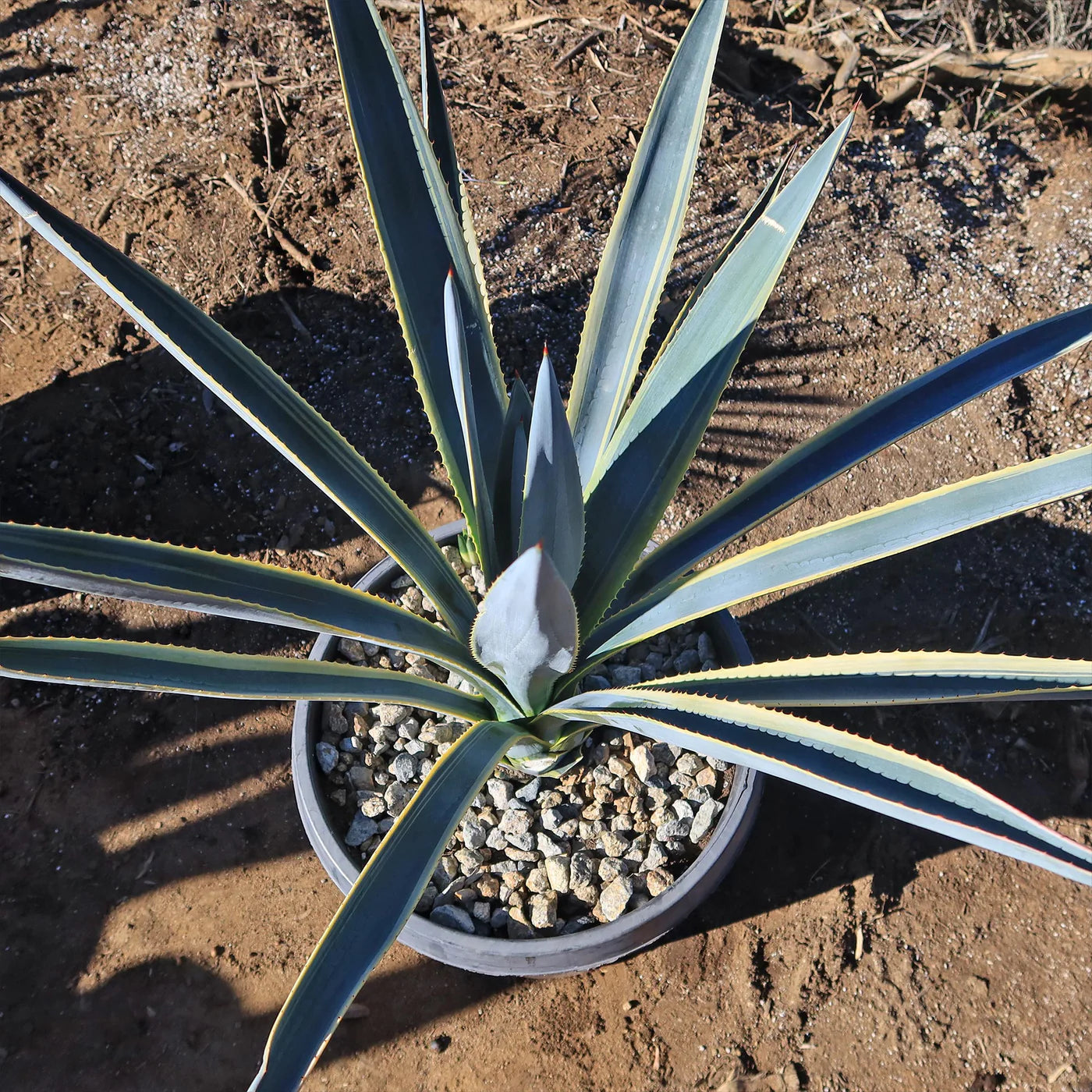 Agave Tequiliana Sunrise