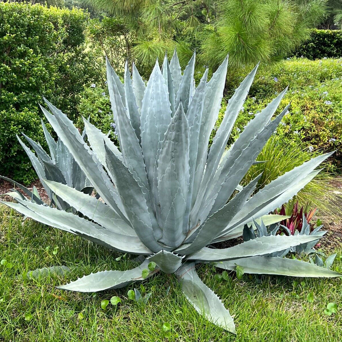 Agave Americana