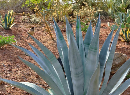 Agave Franzosinii