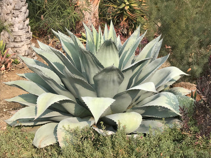 Agave Ovatifolia (Whale's Tongue Agave)