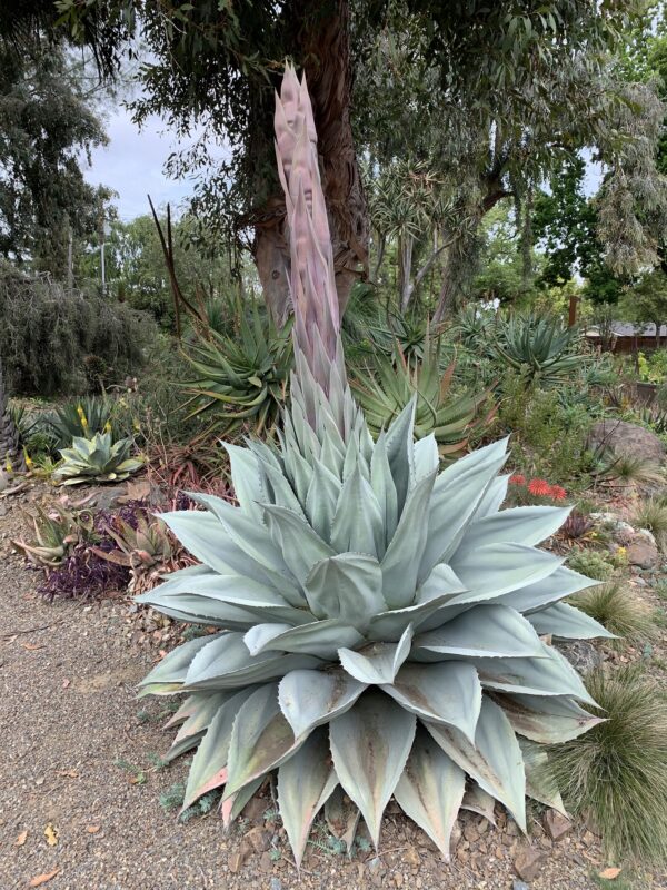 Agave Ovatifolia (Whale's Tongue Agave)