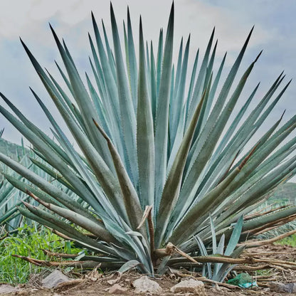 Agave Tequiliana