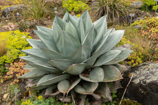 Agave Ovatifolia (Whale's Tongue Agave)