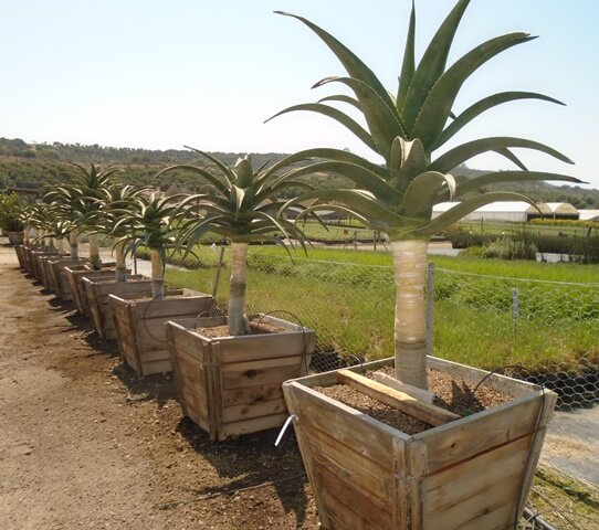 Aloe Hercules