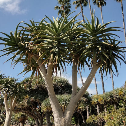 Aloe Hercules