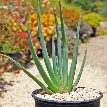 Aloe Plicatilis (Fan Aloe)