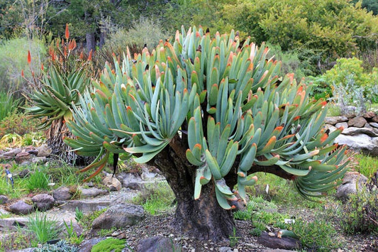 Aloe Plicatilis (Fan Aloe)