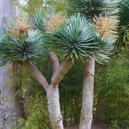 dracaena draco pflege Draco Tree – Nature's Kind Nursery