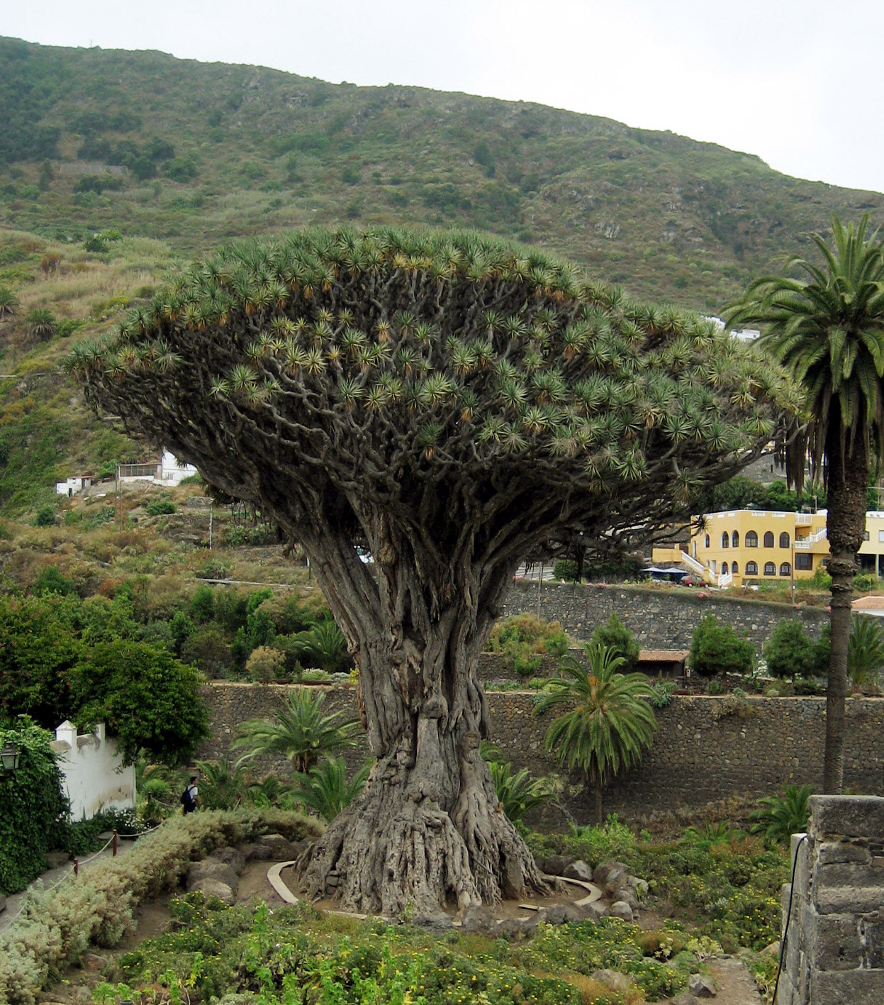 Draco Tree