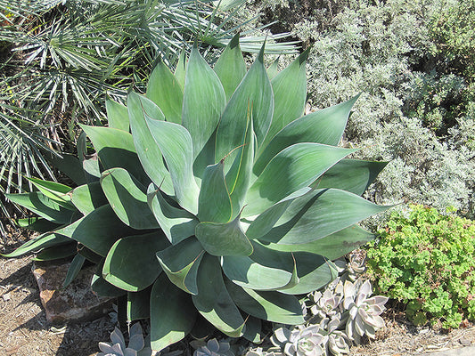 Agave Nova