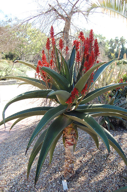 Aloe Vaombe