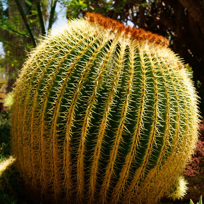 Golden Barrel Cactus