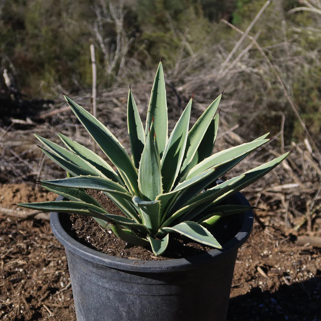 Caribbean Agave