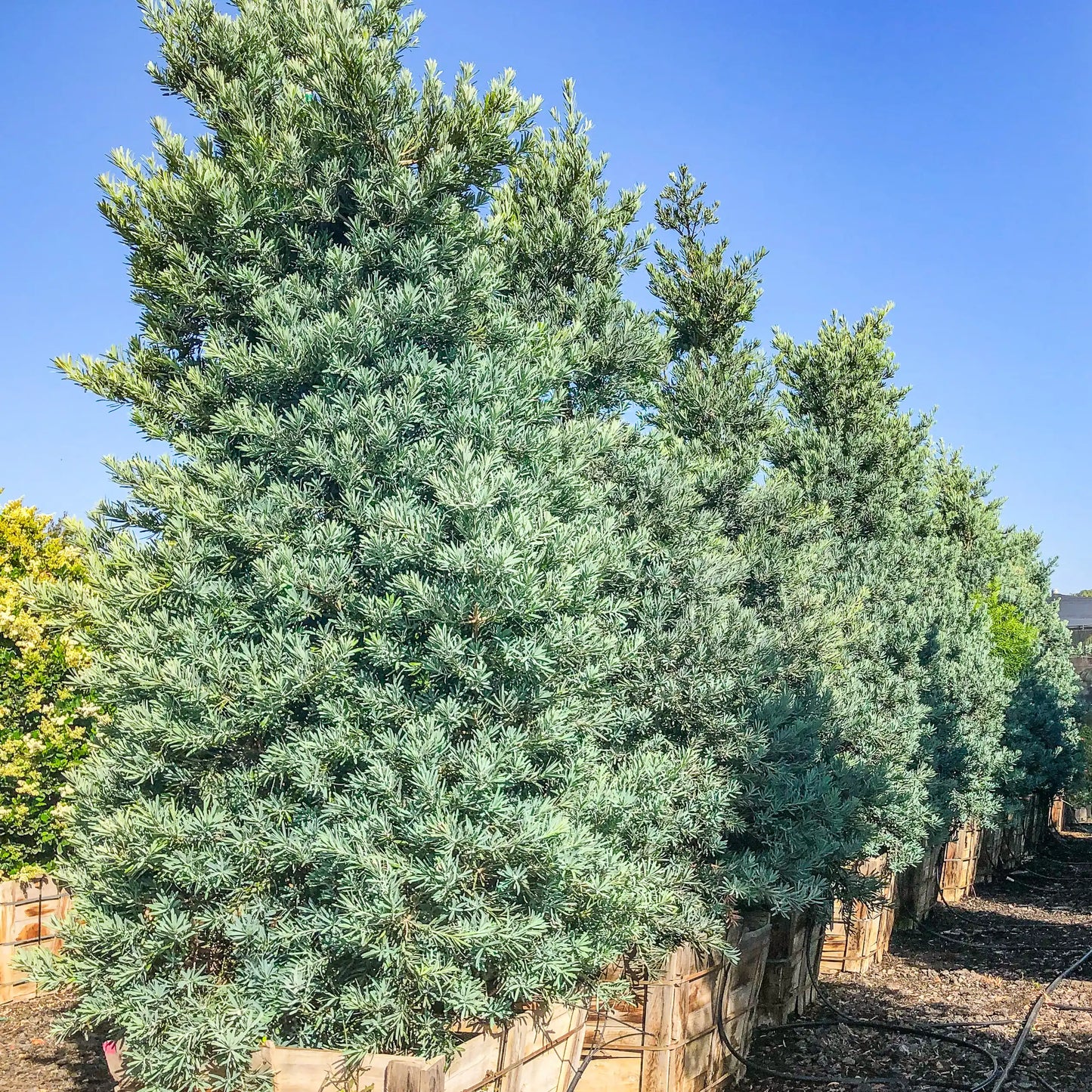 Ice Blue Podocarpus