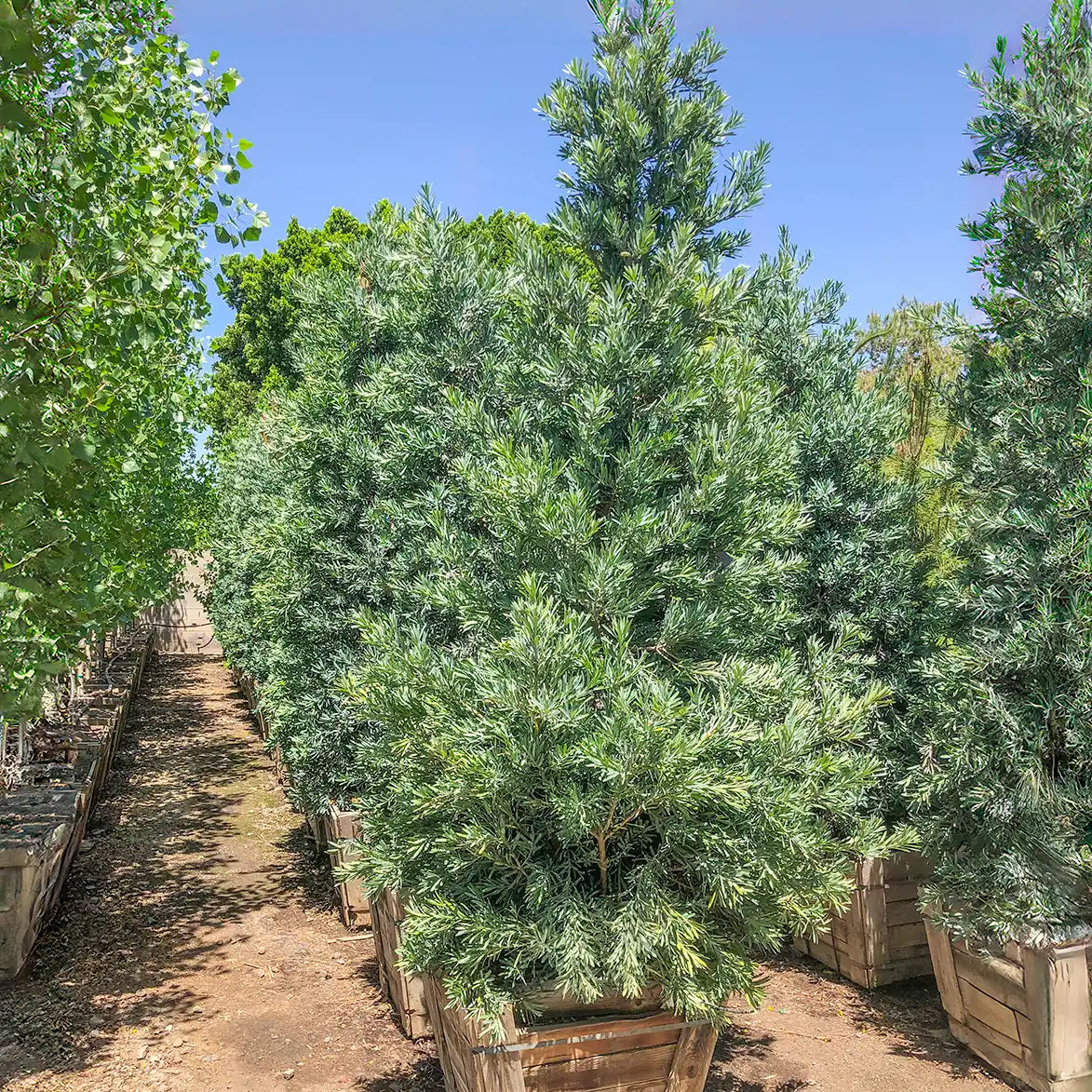 Ice Blue Podocarpus