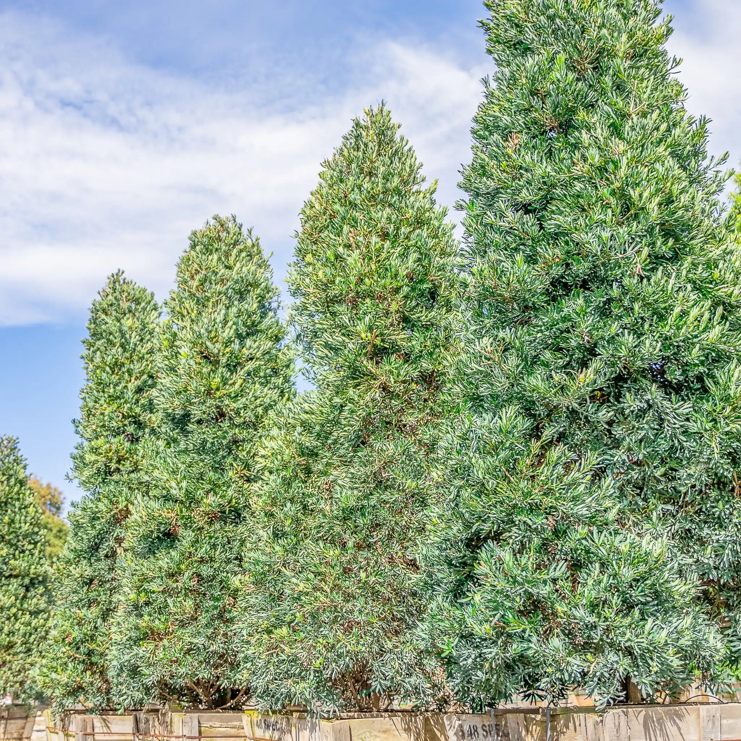 Ice Blue Podocarpus