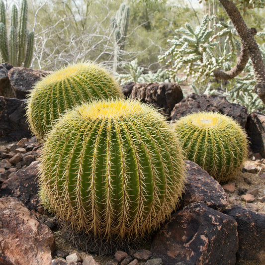 Golden Barrel Cactus