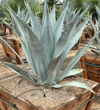 Agave Franzosinii