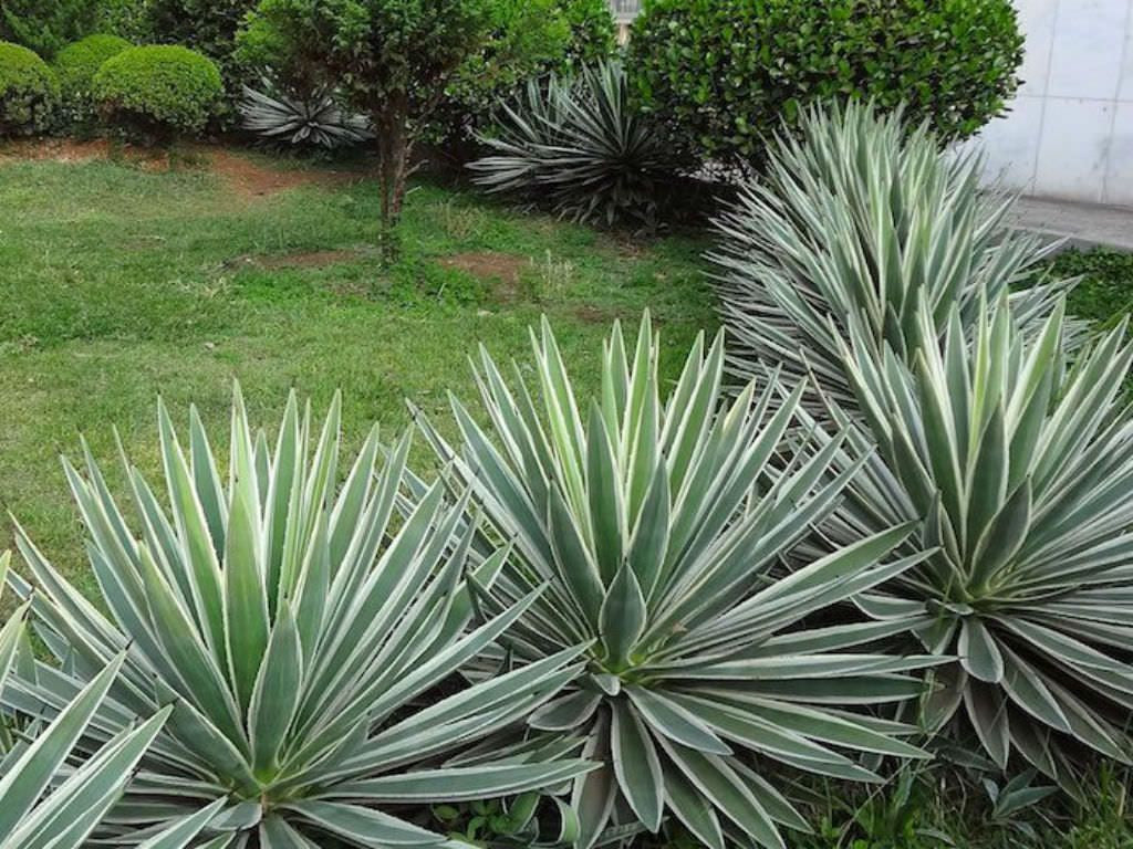 Caribbean Agave