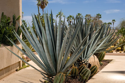 Agave Tequiliana