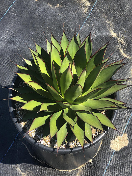 Agave Green Glow