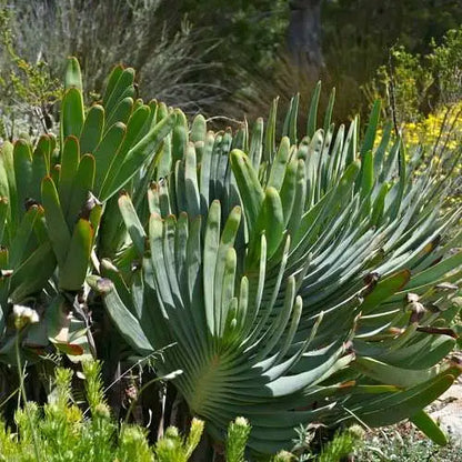 Aloe Plicatilis (Fan Aloe)