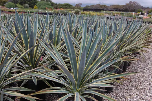 Agave Tequiliana Sunrise