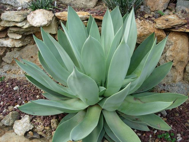 Agave Celsii Albicans (White-Centered Smooth Agave)