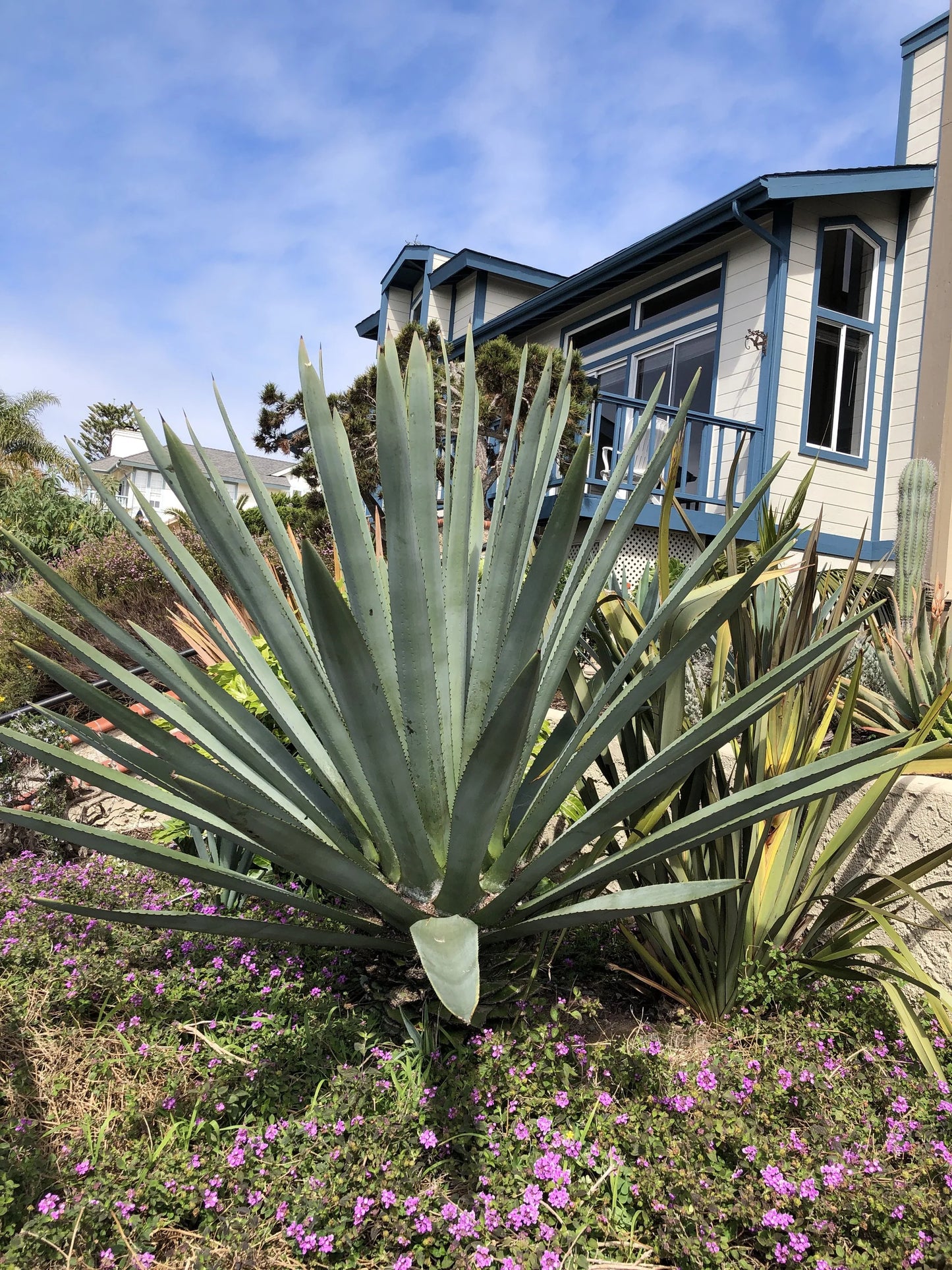 Agave Tequiliana