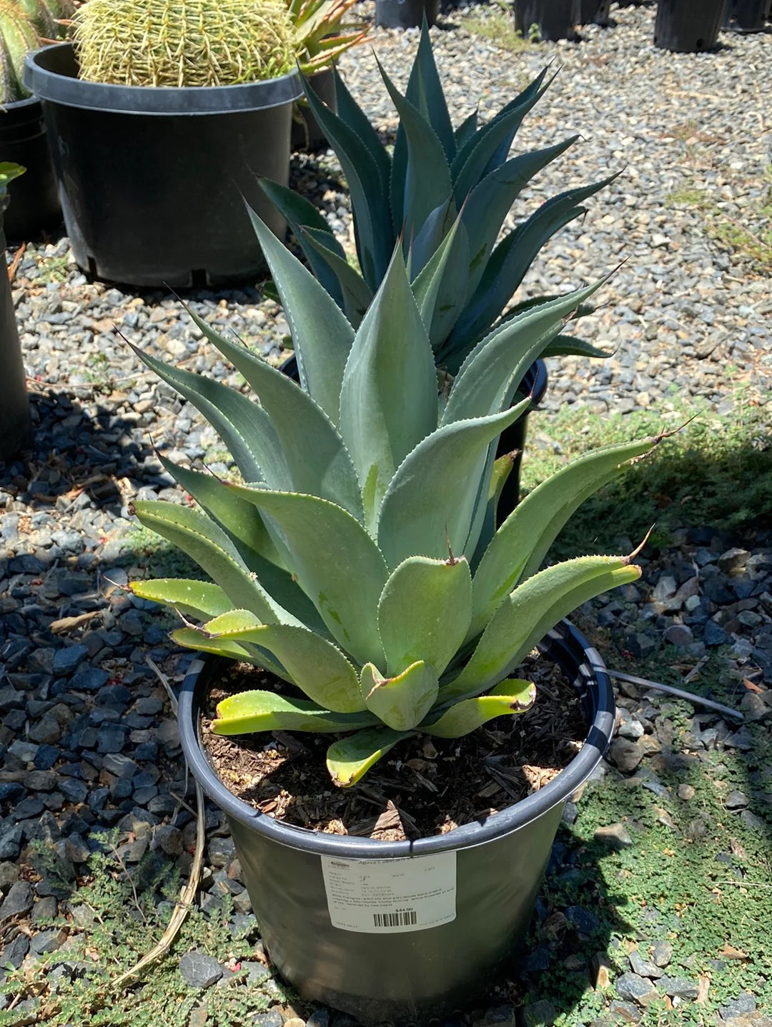 Agave Celsii Albicans (White-Centered Smooth Agave)