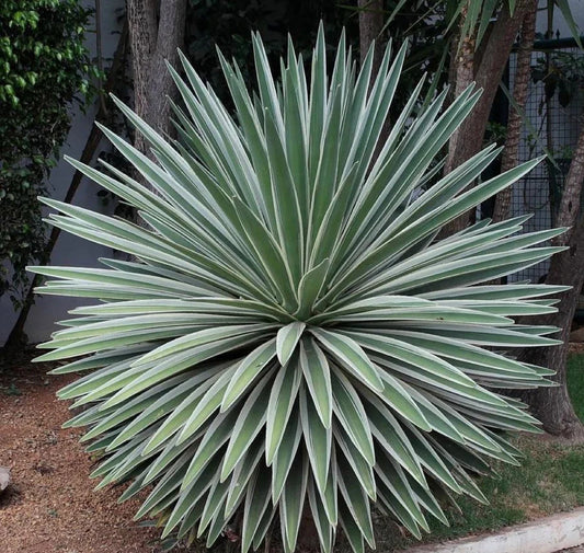 Caribbean Agave