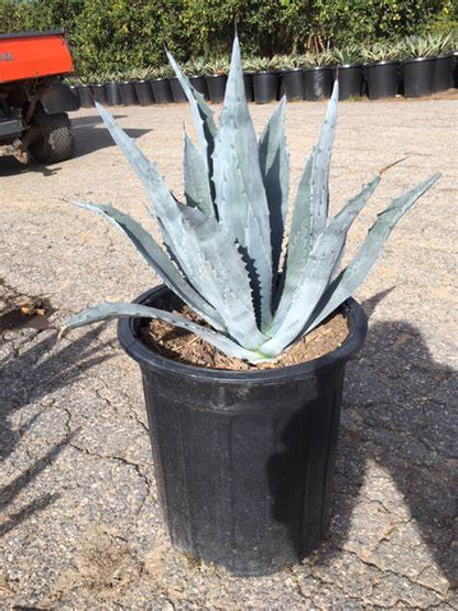 Agave Americana