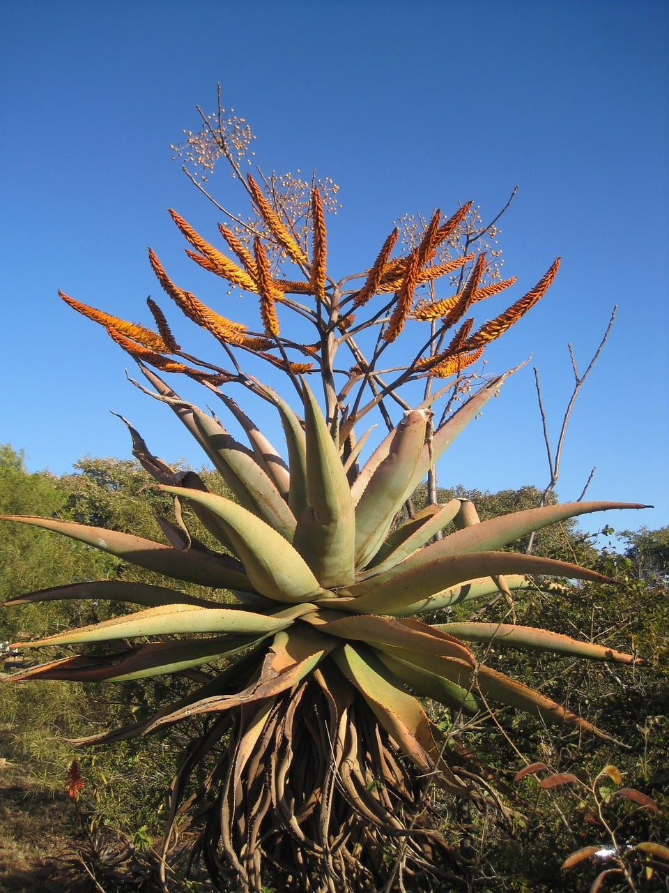 Aloe Vaombe